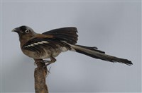 藏品(樹鵲)的圖片